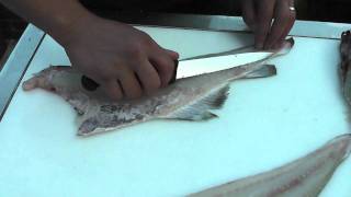 Passionate About Fish  How to fillet a Cod [upl. by Lokin]