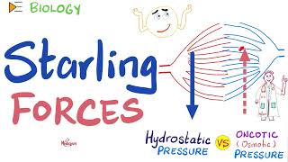 Starling Forces  made easy  Hydrostatic Pressure and Colloidal Osmotic Oncotic Pressure  Physio [upl. by Fortune741]