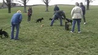 Puppy Training German Shepherd [upl. by Favata501]