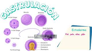 DESARROLLO EMBRIONARIO [upl. by Merle]