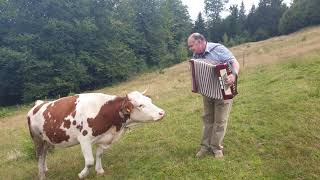 Cow in love with accordion [upl. by Jowett]