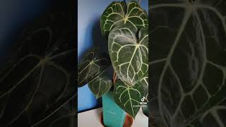 Anthurium Clarinervium anthurium plantlover anthuriumclarinervium [upl. by Lraed181]