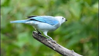 Bluegrey Tanager in Costa Rica [upl. by Nihahs206]