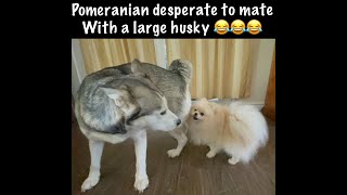 TINY POMERANIAN TRYING TO MATE WITH A HUSKY [upl. by Anez227]