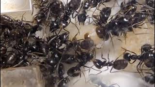 Lasius fuliginosus 20220423 [upl. by Dnaleel]