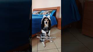 È colite😂 merybijouesciarpina jackrussell comedy enricobrignano [upl. by Kornher]