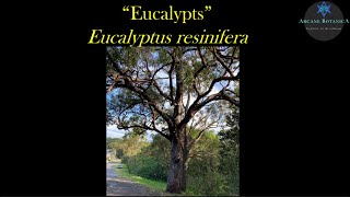 Eucalyptus ID  Eucalyptus resinifera Red Mahogany [upl. by Arde]