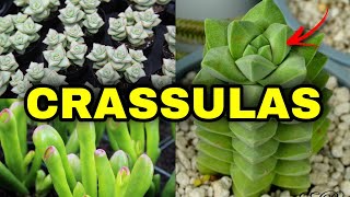 20 TIPOS DE CRASSULA [upl. by Chancellor]