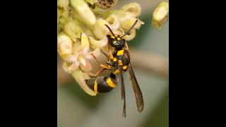 Identifying the First Known Photos of Living Insect Species on iNaturalist [upl. by Otinauj]