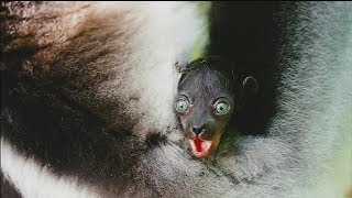 Islands of Lemurs Madagascar  cinema [upl. by Nnyliram8]