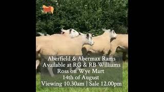 Aberfield and Abermax Rams available Saturday August 14th  Ross on Wye Mart [upl. by Airak]