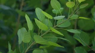 Cotinus obovatus  American Smoketree [upl. by Nguyen]