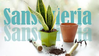 SANSEVIERIA PLANT PROPAGATION  Care for the plant transplanting of colorful species [upl. by Lumpkin980]