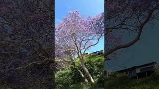 Jacaranda season 💜💟🟣🪁😍 shorts jacaranda jacarandas purple flowers bignoniaceae nelsonbay [upl. by Yezdnil]