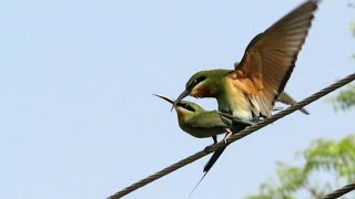 Bluetailed Beeeaters Mating  Male Bird gets a Price for Courtship Feeding [upl. by Anner]