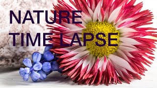 TimeLapse Flowers Opening  Garden  Nature  quotAnthesisquot  Dance Music [upl. by Ora]