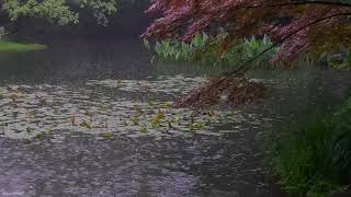 The beautiful little lake is raining139  sleep relax meditate study work ASMR [upl. by Eeladnerb710]