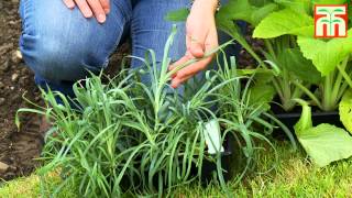 How to plant a perennial border with Thompson amp Morgan [upl. by Llenyaj186]