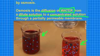 Osmosis Revision  GCSE BiologyCombined Science [upl. by Ragucci]