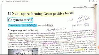 non spore forming gram positive bacilli video1Microbiology [upl. by Aleakim306]