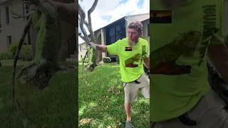 Man shoots big iguana out of tree in south Florida shorts iguana lizard hunting tree animals [upl. by Eneryt]