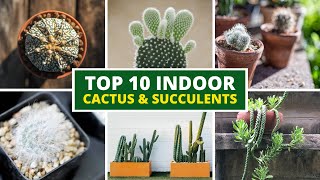 10 Best Indoor Cactus and Succulents For Beginners 🪴 LOW MAINTENANCE [upl. by Cuttie]