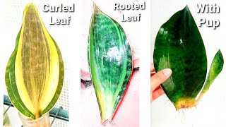 Sansevieria Masoniana Care Guide  Rhizome Root Rot amp Leaf Propagation Whale Fin Snake Plant [upl. by Aicileb]