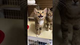 3 Kitten Meowing Choir [upl. by Lehcer]