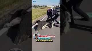 烏日道路驚現鴕鳥逛大街警方合力圍捕送回飼養場shorts [upl. by Samella]