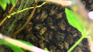 Waggle dance in a honeybee swarm [upl. by Milore]