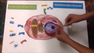 PRACTICOPEDIA NUTRICIÓN HETERÓTROFA [upl. by Yesiad]