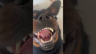 Dog smile 😃 funny video ytshorts fuunyshorts funny viralshorts viralshorts 1million [upl. by Eitsud]