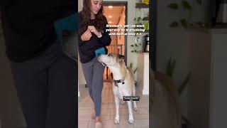 How to Train Two Dogs at Once onlinedogtraining dog puppytraining [upl. by Graff]