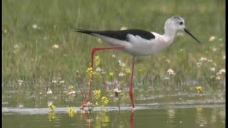 Echasse blanche  Blackwinged Stilt  Stelzenläufer Himantopus himantopus [upl. by Estrellita]