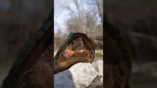 Razorback musk turtle RazorBacked [upl. by Perrin]