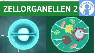 Zellorganellen amp ihre Funktionen 2  GolgiApparat Lysosomen Mitochondrien Chloroplasten Vakuole [upl. by Kila]