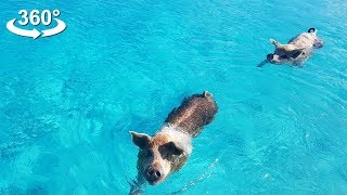 PIGS can SWIM Bahamas VR 360 video [upl. by Stanwinn]