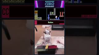 Dog Plays Video Game  Awesome Games Done Quick 2024 [upl. by Limay211]