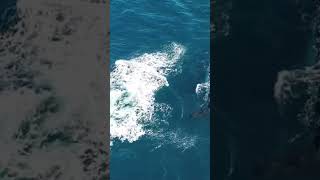 Playful calf at Clovelly Beach 22nd September 2024 [upl. by Sanyu616]