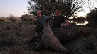 Buffalo Adventure with students  Heym Rifles  Buffalo hunt [upl. by Bernhard]