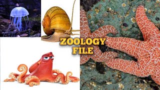 MSC ZOOLOGY Practical fileMsc 1 sem zoology fileBsc zoology file [upl. by Sou378]