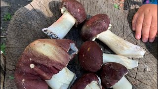 How to plant wine cap mushrooms 🍄‍🟫 King Stropharia 🍄‍🟫 Grow your own food  Easy and delicious [upl. by Watters]