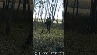 CANADIAN MOOSE trailcam bull moose [upl. by Enna]