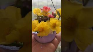 Waste curd bowl DIY portulaca basket ♥️♥️bestfromwaste diy portulaca [upl. by Soilisav98]