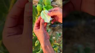 shortgarden fruit cotton YouTube [upl. by Ardnat592]