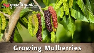 How to Grow Organic Mulberries From Bare Root [upl. by Aioj136]