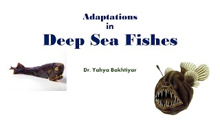 25 Adaptations in Deep Sea Fishes [upl. by Prosser]