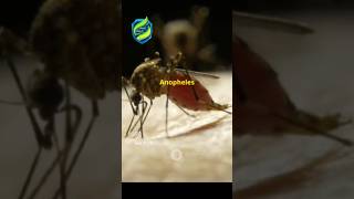 quotAnopheles mosquitoes tiny but deadly Malaria filariasis BioByPritiquot [upl. by Isoj26]