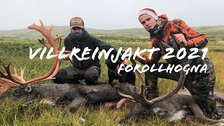 Villreinjakt 2021  Reinsjakt i Forollhogna  Caribou hunting in Norway 2021 [upl. by Atiuqat]