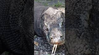 Pitbull Vs Komodo Dragon Kaun Marega😱 KomodoDragonVsPitbull WildlifeBattle [upl. by Dannye499]